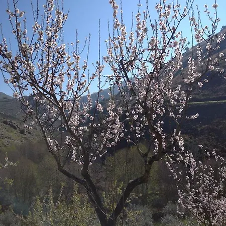 Congidouro Lejlighed